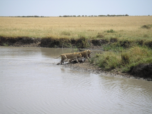 Leona saliendo del arroyo con una cría de cebra como presa en Masai Mara