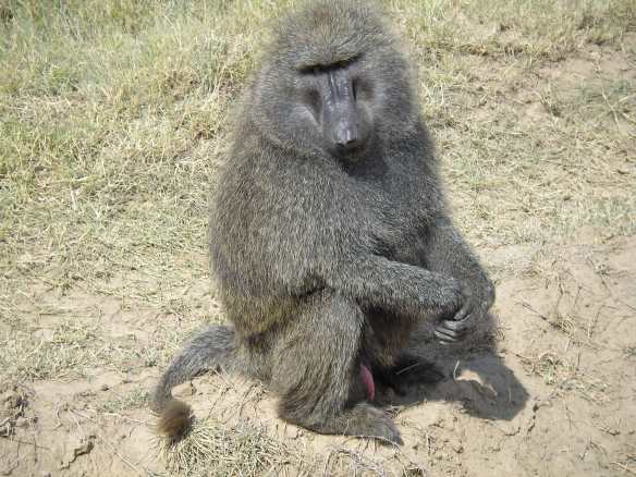 Mono papión o babuino en Nakuru