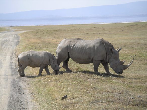 Rinoceronte Lago Nakuru