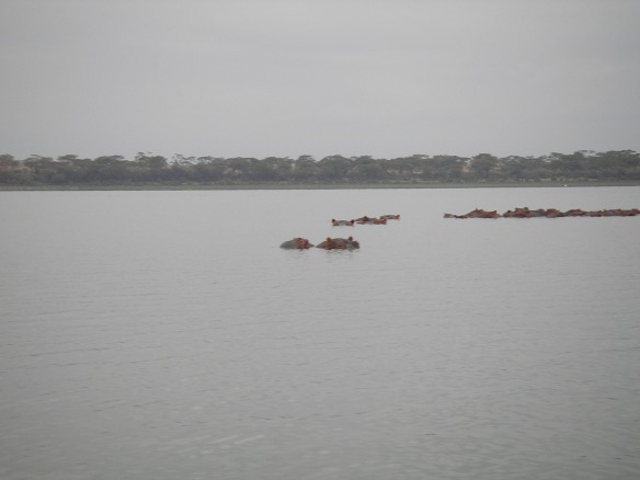 Hipopótamos en el Lago Naivasha