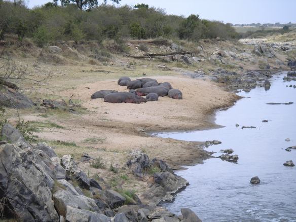 Hipopótamos en el río Talek 